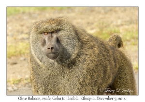 Olive Baboon