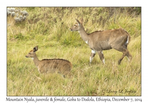 Mountain Nyala