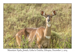 Mountain Nyala