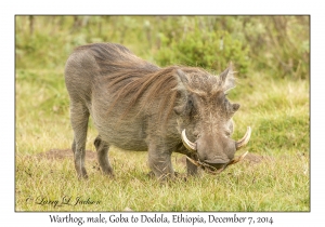 Warthog