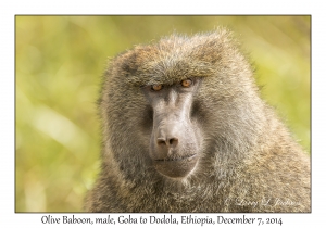 Olive Baboon