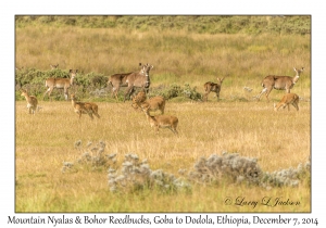 Mountain Nyalas & Bohor Reedbucks