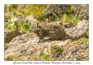 African Grass Rat