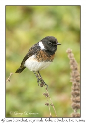 African Stonechat