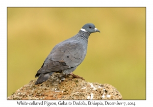 White-collared Pigeon