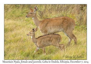 Mountain Nyala