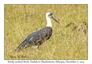 Wooly-necked Stork