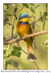 Blue-breasted Bee-eater