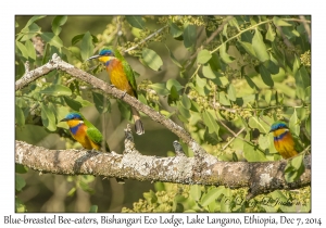 Blue-breasted Bee-eaters