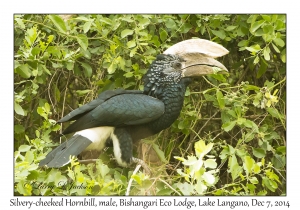 Silver-cheeked Hornbill