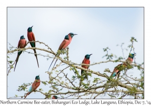 Northern Carmine Bee-eaters