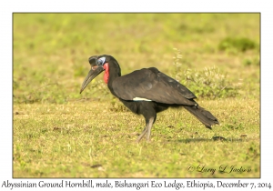 Abyssinian Ground Hornbill