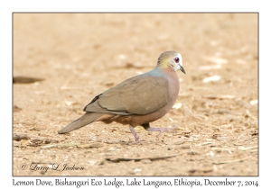 Lemon Dove