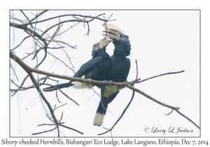 Silver-cheeked Hornbills