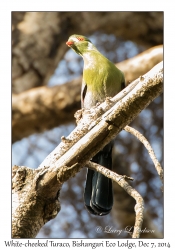 White-cheeked Turaco