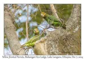 Yellow-fronted Parrots
