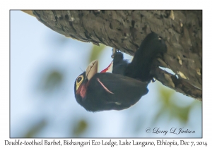 Double-toothed Barbet