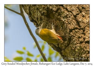 Grey-headed Woodpecker