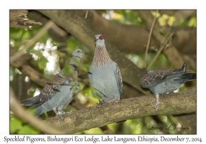 Speckled Pigeons