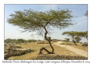 Umbrella Thorn