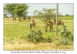 Dromedary Camels