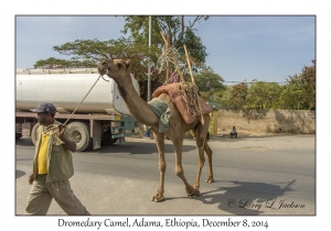 Dromedary Camels