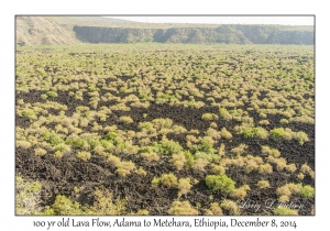 100 year old Lava Flow