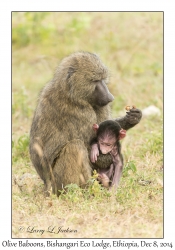 Olive Baboons