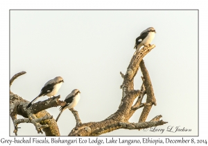 Grey-backed Fiscals