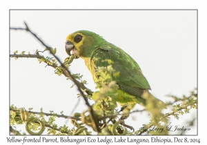 Yellow-fronted Parrot