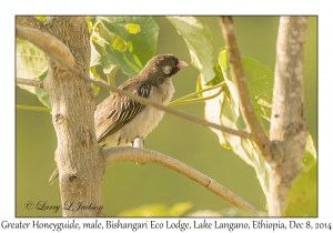 Greater Honeyguide