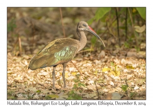 Hadada Ibis