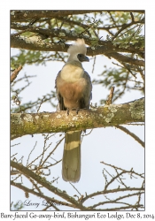 Bare-faced Go-away-bird