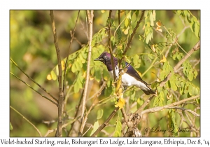 Violet-backed Starling