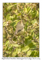 Buff-bellied Warbler