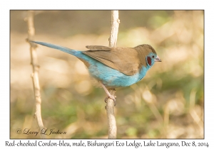 Red-cheeked Cordon-bleu