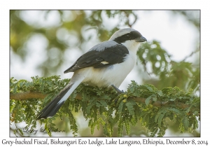 Grey-backed Fiscal