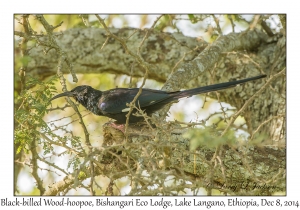 Black-billed Wood-hoopoe