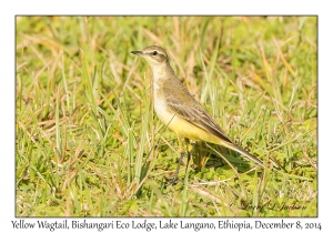 Yellow Wagtail