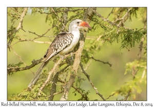 Red-billed Hornbill