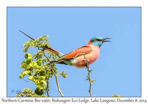 Northern Carmine Bee-eater