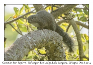 Gambian Sun Squirrel