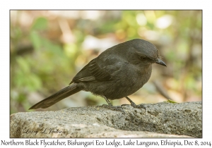 Northern Black Flycatcher