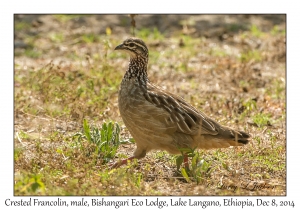 Crested Francolin