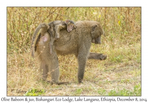 Olive Baboons