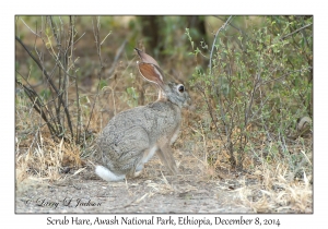 Scrub Hare