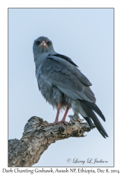 Dark Chanting Goshawk