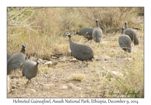 Helmeted Guineafowl