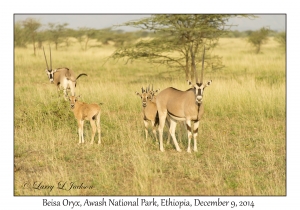 Beisa Oryx