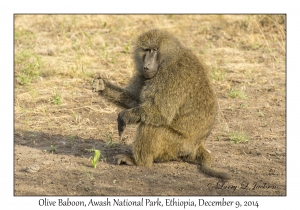 Olive Baboon